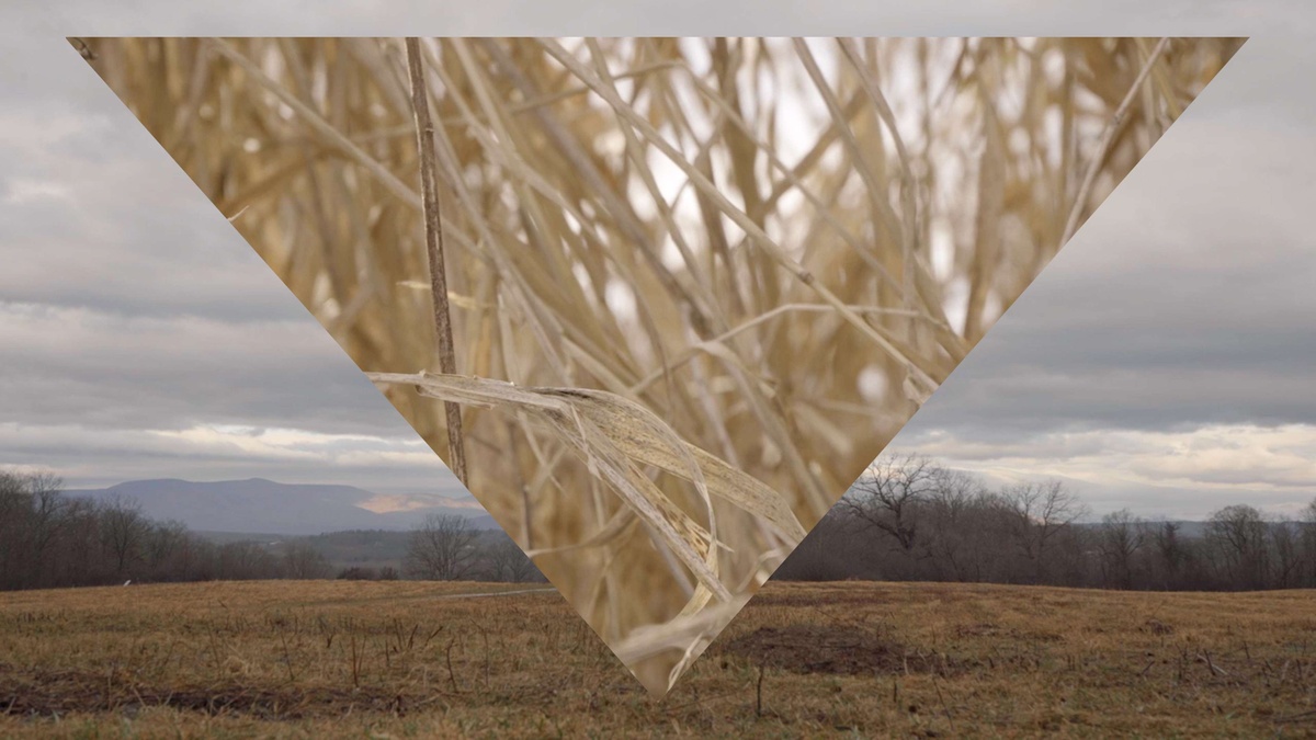 Image still from THIS BURNING WORLD. Cloudy plains in the background with a macro image of dry grass in the foreground